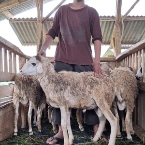 Domba Tanduk