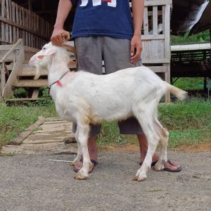 Sapera 29Kg