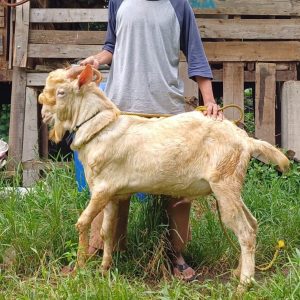 Kambing Sapera 47KG