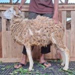 Domba Tanduk Super