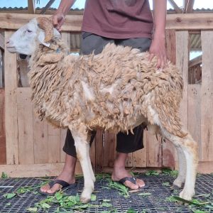 Domba Tanduk Super
