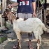 Kambing Jawa Randu BEsar