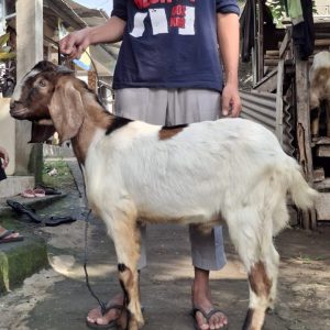 Kambing Jawa Randu BEsar
