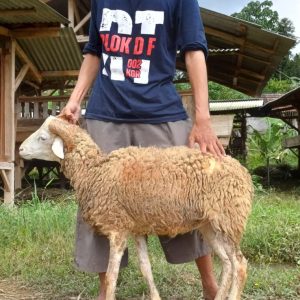 Domba Garut 30kg